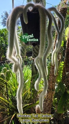 Monkey Tail Cactus - Hildewintera Colademononis - 2 Gal Hanging - Exact Specimen - Image 1 of 4