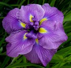 Iris ensata Oriental Eyes    bare root ex 2 litre pot