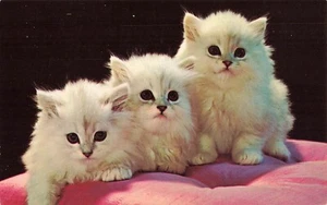 Kittens Postcard Three Sweet Kitty Cats Lap of Luxury c 1965 R3 - Picture 1 of 2