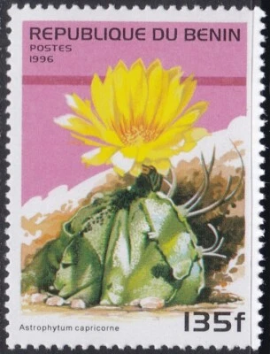 Specimen, Benin Sc875 Flowering Cactus, Astrophytum capricorne - Image 1 of 2