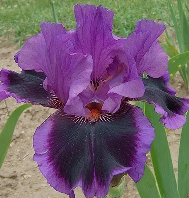 Pagan Dance Bearded Iris Rhizome, Purple & Black Flowering Plant, Root - Image 1 of 4