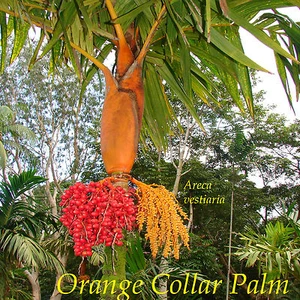 ~Orange Collar Palm~ COLORFUL PALM TREE Areca vestiaria Nice 24-36" Potd PLANT - Picture 1 of 12