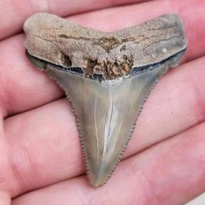 1 13/16" Summerville Angustiden Early Megalodon Fossil Shark Tooth fossil teeth - Picture 1 of 3