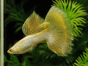 1 TRIO LIVE GUPPY FISH GOLD LACE HIGH QUALITY USA SELLER 1 MALE 2 FEMALE - Picture 1 of 3