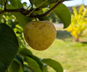 SEEDS from Asian Pear (Pyrus pyrifolia) tree- Crisp Juicy Sweet - Bild 1 von 6