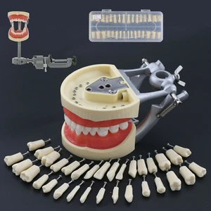 Kilgore NISSIN 200 Dental Typodont Model Mounting Pole 32pc Removable Teeth - Picture 1 of 118