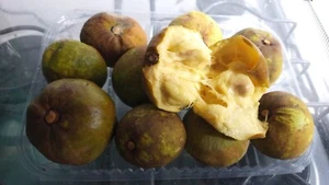 Pouteria Sp. Varzea ~ Rare Collectors Fruit Tree ~ Seedling - Picture 1 of 6