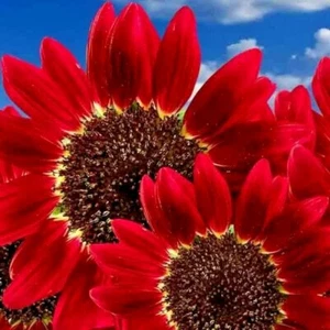 50+ RED SUN RARE SUNFLOWER SEEDS FLOWERS BEAUTIFUL TALL CUT NON-GMO HEIRLOOM USA - Picture 1 of 6