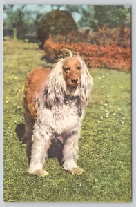 Postcard Afghan Greyhound Dog Breed Canis lupus familiaris - Picture 1 of 2