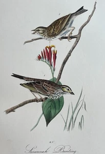 Audubon Savannah Bunting Plate 160 Birds Of America 1ª Edición Octavo - (#1) - Imagen 1 de 3