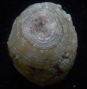 SUPERB EYE AGATE (AG20/26) 100% natural mineral from Gobi Desert, China - Picture 1 of 7