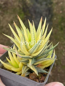 Pianta succulenta Haworthia coarctata Haw. Piante a testa multipla casa 'Variegata' - Foto 1 di 8