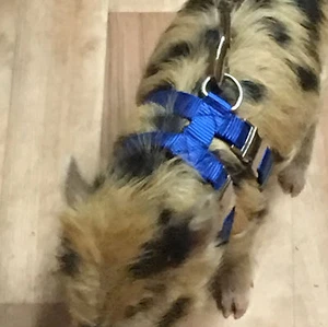 Custom Adjustable Hog (PIG) Harness 2 Metal Buckle Easy Fit XS to OH MY XXX - Picture 1 of 6