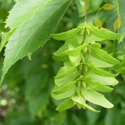 AMERICAN HORNBEAM Carpinus Caroliniana - 20+ SEEDS - Image 1 of 4
