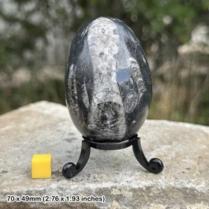 Orthoceras Polished Fossil Egg for Ancient Energy and Connection - Picture 1 of 1