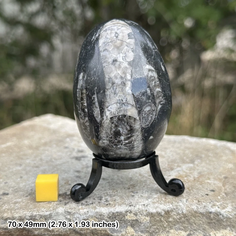 Orthoceras Polished Fossil Egg for Ancient Energy and Connection - Image 1 of 1