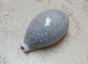 F Cypraea camelopardalis red sea shell 80.8 mm F++++ nice clear dots superb - Picture 1 of 13