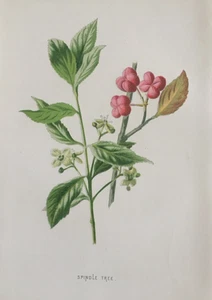 Antique Botanical Print – Spindle Tree by F. Hulme, C1800s Wild Flower - Picture 1 of 5
