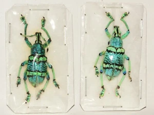 Unmounted Eupholus schoenherri Weevil - from USA - Picture 1 of 5