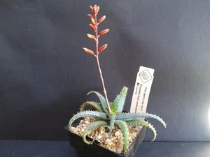 Succulents Cactus Rare Plants, Aloe castilloniae Hybrid. - Picture 1 of 4
