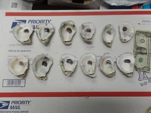  MEDIUM Oyster CASINO Baking Set OF  12  OR 24 OR 36 OR 48    OYSTER SHELLS - Picture 1 of 1