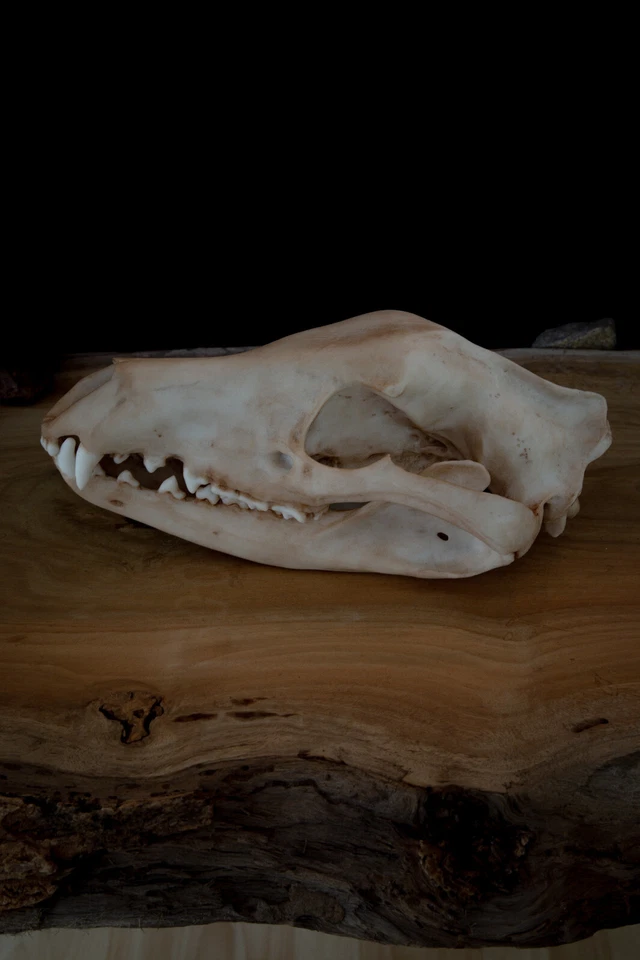 Tasmanian Tiger (thylacine) Skull -high quality replica-FREE world wide shipping - Bild 1 von 4