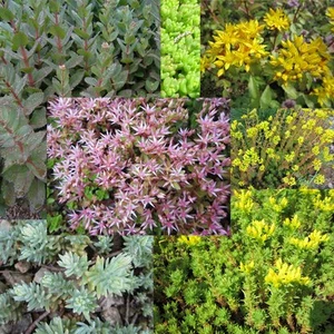 0,5 g (ca. 5000 Samen) Sedum-Samen-Mischung Dachbegrünung 1 m² bei Direktaussaat - Bild 1 von 1