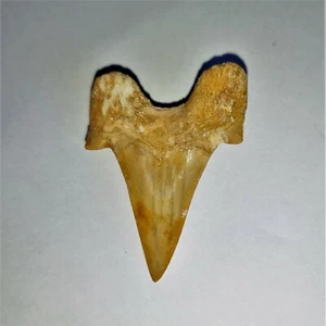 Diente de tiburón fosilizado grande Otodus 5 cm n.º 6 fósil diente de tiburón diente de tiburón fósil - Imagen 1 de 2