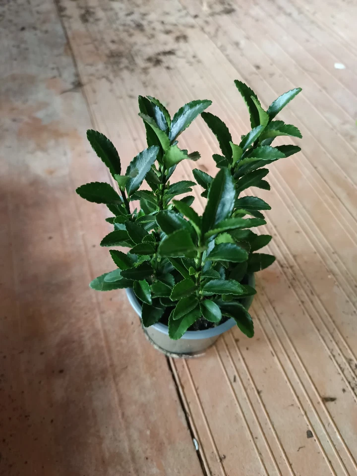 Euonymus japonicus verde Ø8 cms aprox Planta joven arbusto de exterior - Imagen 1 de 1