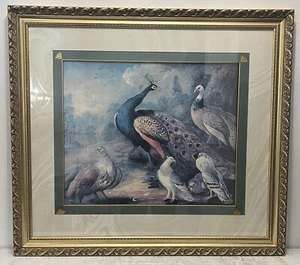 Beautiful Peacock and Bird Wall art print Framed in Gold Frame 33”x38” - Picture 1 of 6