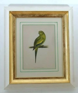 Papageiendruck, Antik. Kunsthandwerker Maßrahmen, Datum 1890, gerahmte Papageien - Bild 1 von 7