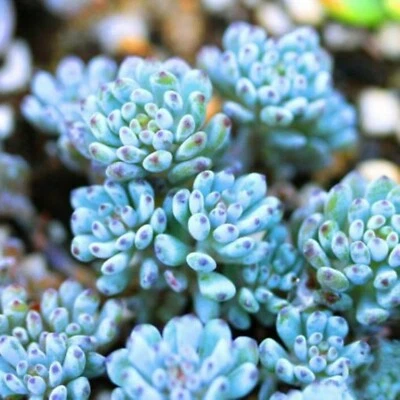 Lithops bonsai SS0059 Living Stones Flower Succulent Cactus Rare Succulent seeds - Image 1 of 4