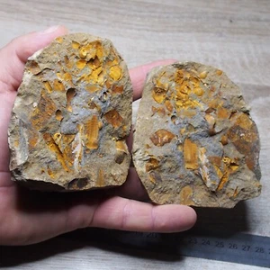 Mix Fossils Rhombiferan Cystoid Fossils Echinoderm Ordovician - Picture 1 of 5
