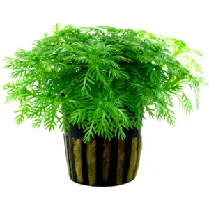 Hottonia palustris im Topf - Bild 1 von 4
