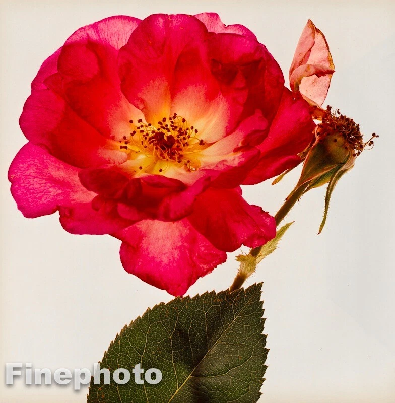 1980 年复古 IRVING PENN 植物花玫瑰精美照片雕刻艺术 12X16 — 第 1/1 张图片