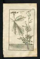 Engraving Original Botany 1767 Leviscum Or Lovage