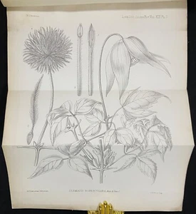 1882 JOURNAL OF THE LINNEAN SOCIETY Antique Botany Plates FLORA OF AFGHANISTAN - Picture 1 of 14