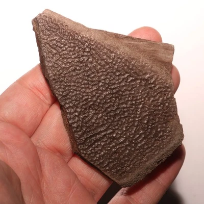 Giant TURTLE SHELL Piece - Dinosaur Age Fossil - CRETACEOUS Hell Creek Formation - Image 1 of 4