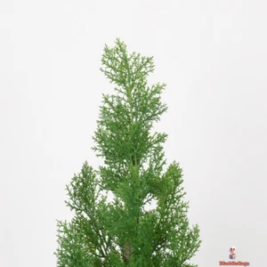 Evergreen Cypress in Modern Black Planter - Picture 1 of 7