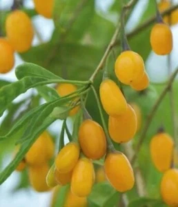 Clearance: Buy 1 get 1 free, Rare Golden Goji Berry starter 4-6 inches tall - Picture 1 of 2