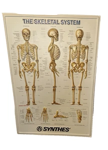 Skeletal System Anatomical Chart Poster Learning 21" x 30.5" Skeleton Synthes 3D - Picture 1 of 5