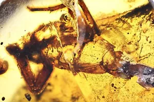 Rare Scorpion, Fossil inclusion in Burmese Amber - Picture 1 of 3