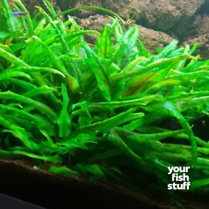 Cryptocoryne wendtii 'Green' Live Aquarium Plants *BUY 1 GET 1 at 50% OFF* POT - Picture 1 of 6