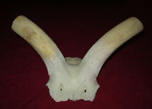 African Kudu Skull Plate / Taxidermy / Hunting