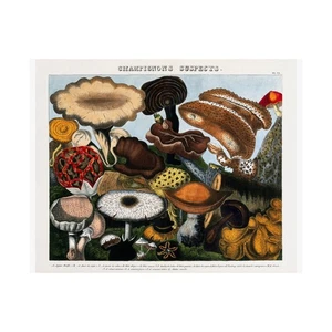 MUSHROOMS FUNGI JEW'S EAR PUFFBALL Art Matte Print Poster Wall Art Decor - Picture 1 of 6