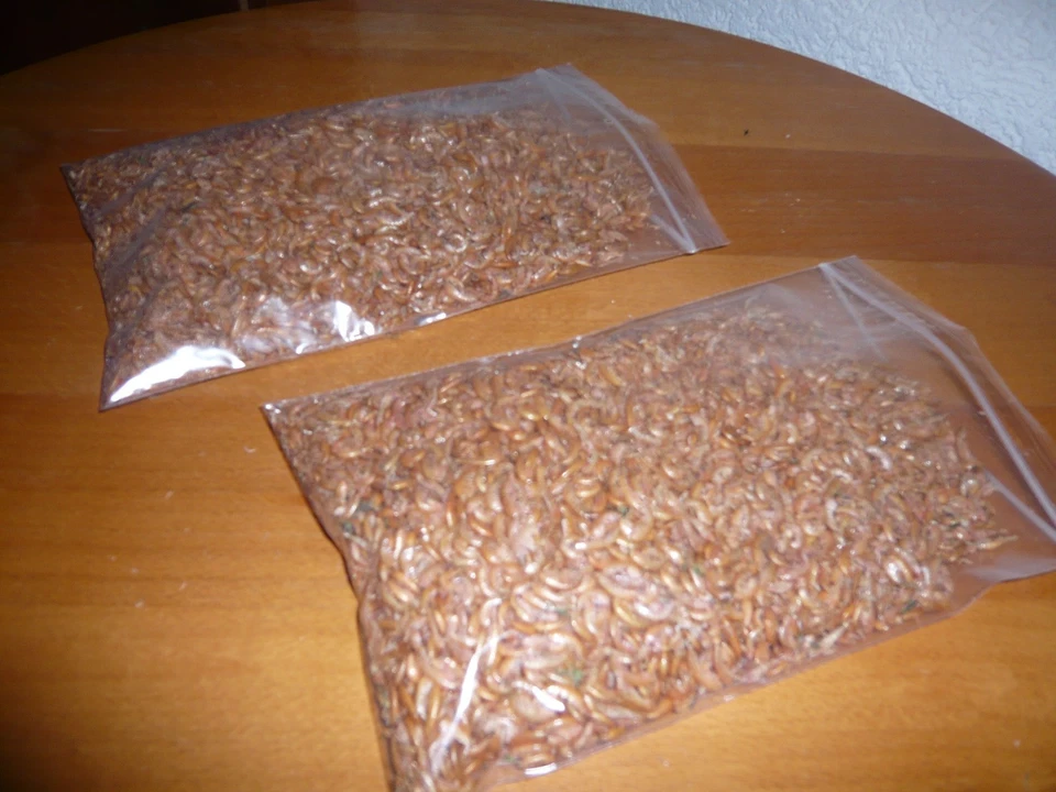 1000 ml Gammarus Bachflohkrebse ,  Fischfutter , Futter Nagetiere    - Bild 1 von 1