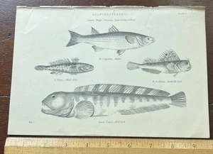 ACANTHOPTERYGII,FISH, Mullet, Wolf fish, Antique Print c1870, 9 5/8 x  6 1/2 in. - Picture 1 of 2