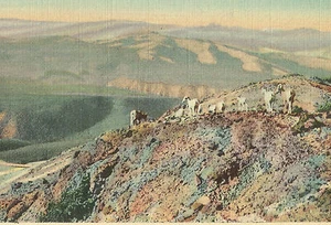 Mt Washburn Wyoming Mountain Sheep Curteich Linen 1936 Postcard - Picture 1 of 3