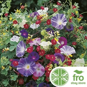 Flower -Climbing Plant Seeds - Special Mix - FREE DELIVERY - Picture 1 of 1