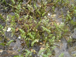 Korean Watercress Live plants (NOW DOUBLED TO 80 plants NOW SHIP PRIORITY) - Picture 1 of 4